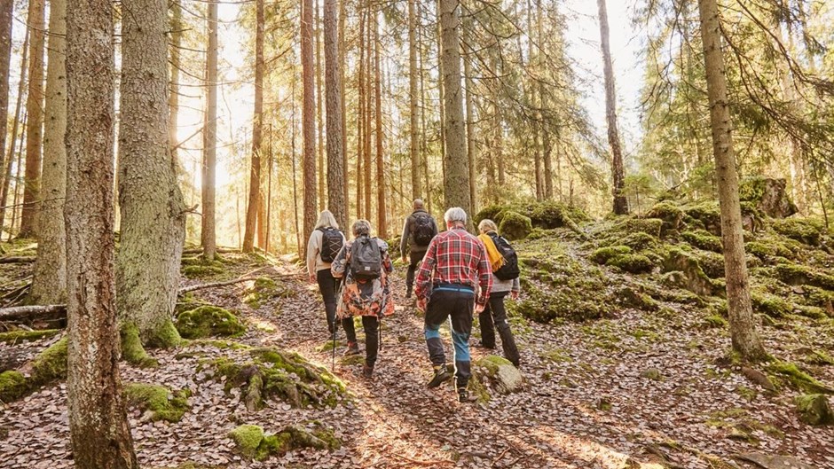 Fem personer som går i skogen med ryggen mot kameran.