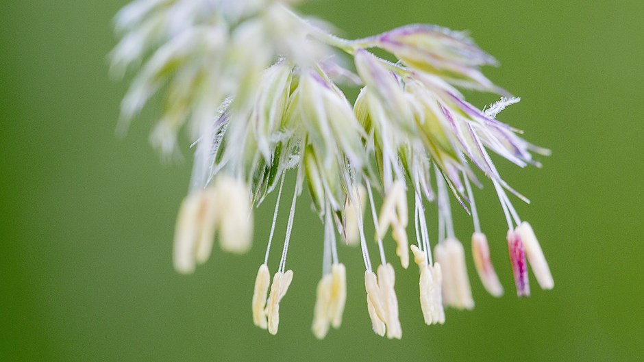 Vita vårblommor mot grön bakgrund som avger pollen.