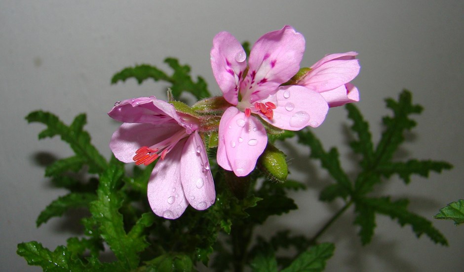 Viscossium