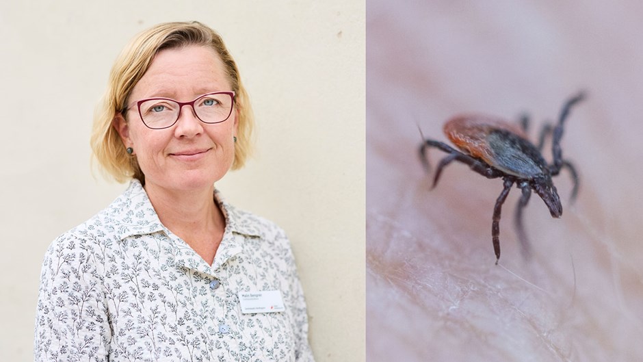 Bildkollage med en kvinna till vänster och en fästing till höger.